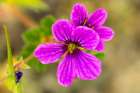 USA, Texas, Hill Country. Blooming wildflower. Art Print